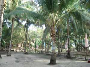 panglao beach resort