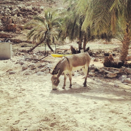donkey in musandam